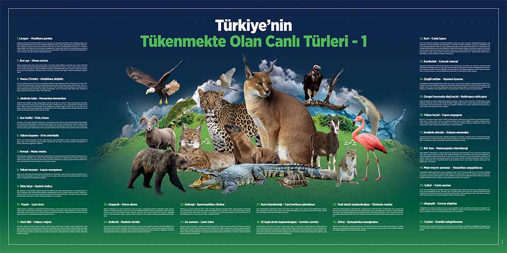 Coğrafya - Sosyal Bilgiler Duvar Posteri