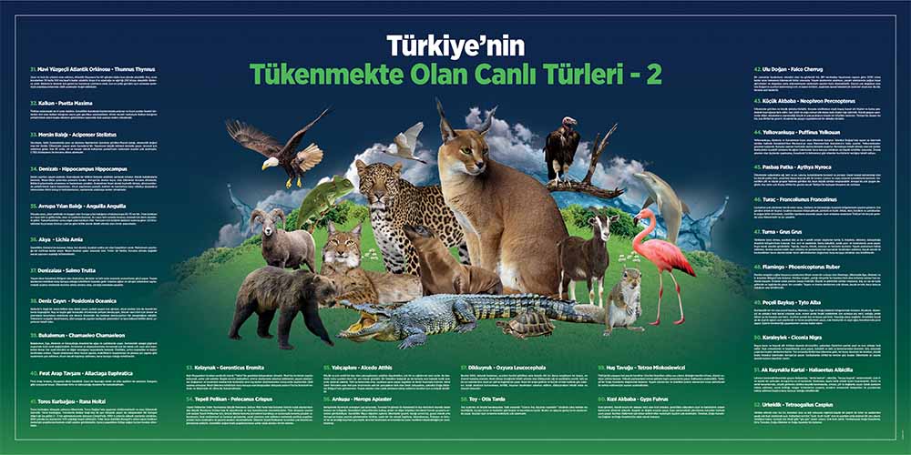 Coğrafya - Sosyal Bilgiler Duvar Posteri