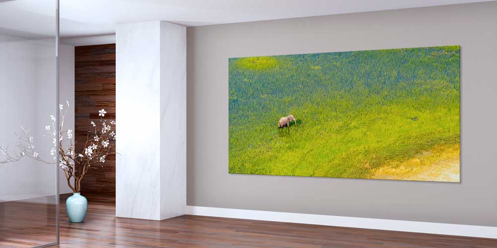 Afrika Savanında Fil Büyük Ebat Duvar Dekoru 14005