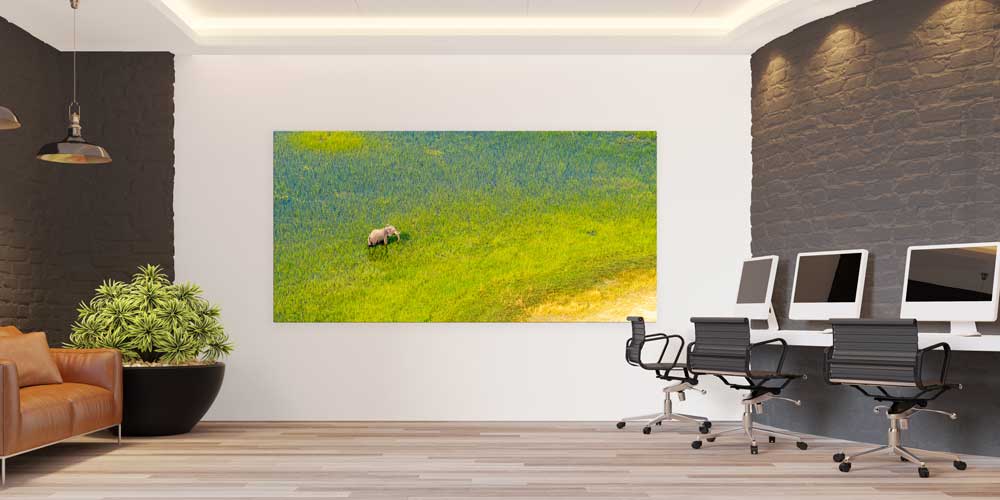 Afrika Savanında Fil Büyük Ebat Duvar Dekoru 14005