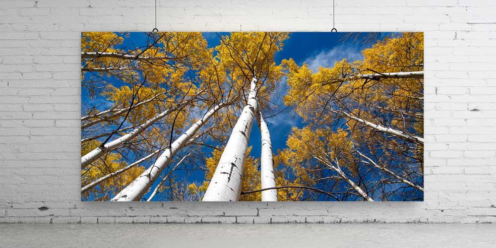 Aspen Ormanları Sonbahar Perspektifi Büyük Ebat Duvar Dekor Ürünü 14138