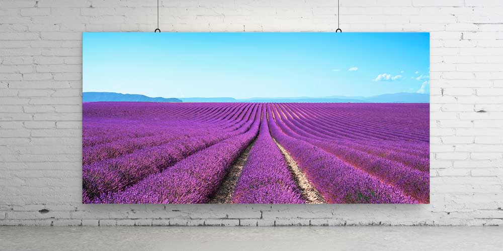 Lavanta Tarlası Panoramik Manzara Büyük Ebat Duvar Dekoru 14200