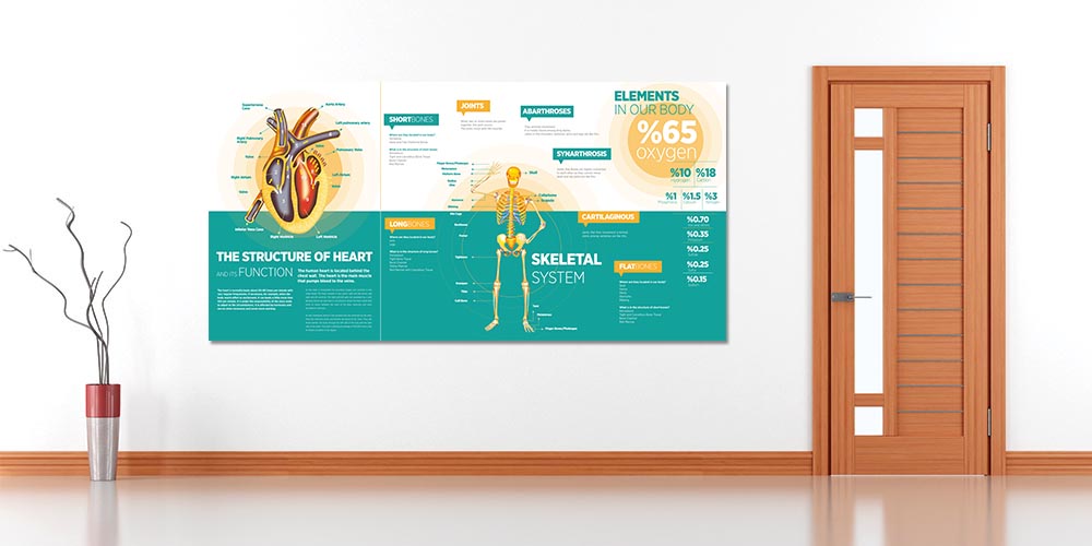 İnsan Vücudu Biyoloji Posteri - Kalp ve İskelet Sistemi 4027