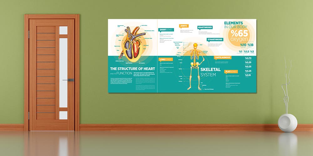 İnsan Vücudu Biyoloji Posteri - Kalp ve İskelet Sistemi 4027