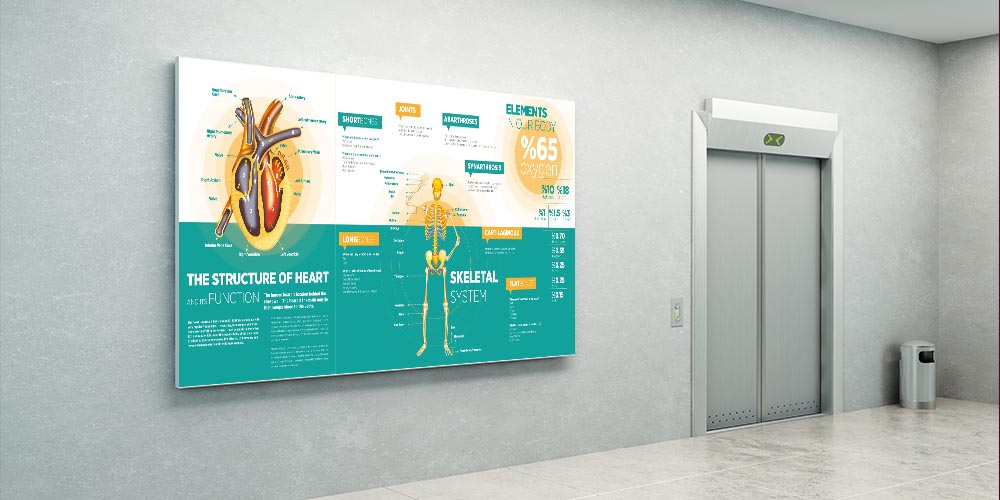 İnsan Vücudu Biyoloji Posteri - Kalp ve İskelet Sistemi 4027