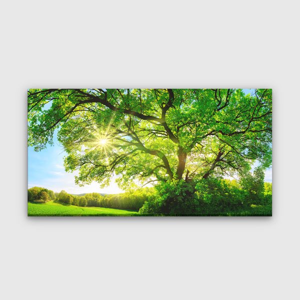 Güneşli Büyük Yeşil Ağaç Kanvas Tablo – 13751