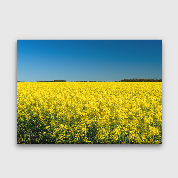 Sarı Kanola Tarlası Kanvas Tablo 13291