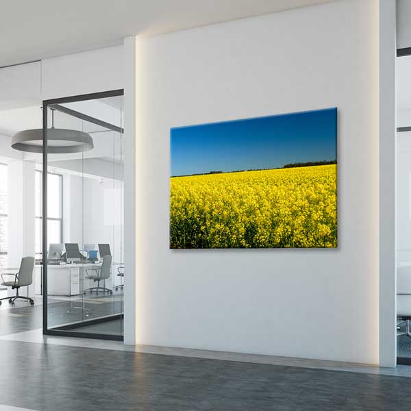 Sarı Kanola Tarlası Kanvas Tablo 13291