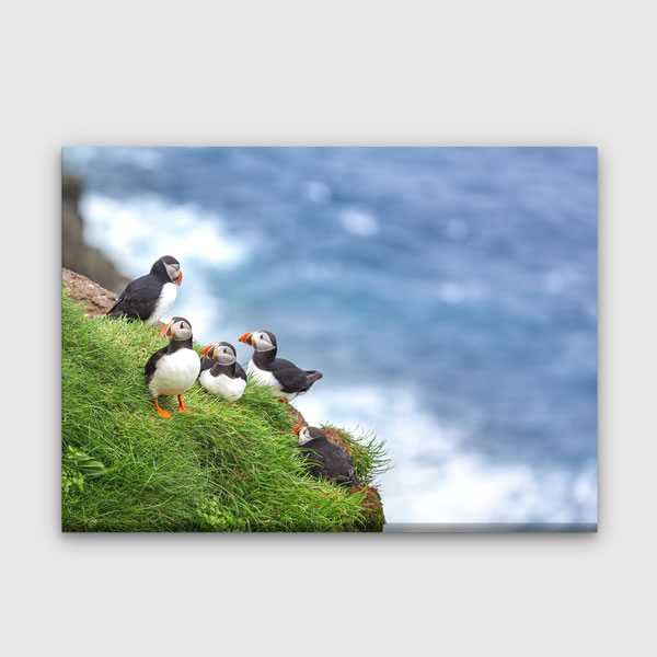 Deniz Kenarı Puffin Kuşları Doğa Manzarası Kanvas Tablo 13472