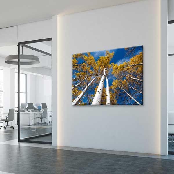 Sonbahar Huş Ağaçları ve Mavi Gökyüzü Manzarası Kanvas Tablo 13590