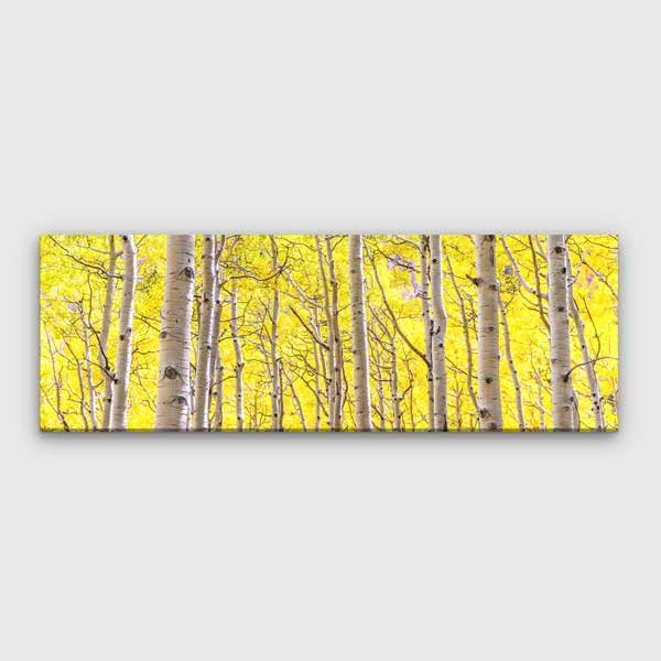 canvas-wall-design-13828-00 Parlak Sarı Huş Ormanı Panoramik Doğa Manzarası Duvar Tablosu 13828