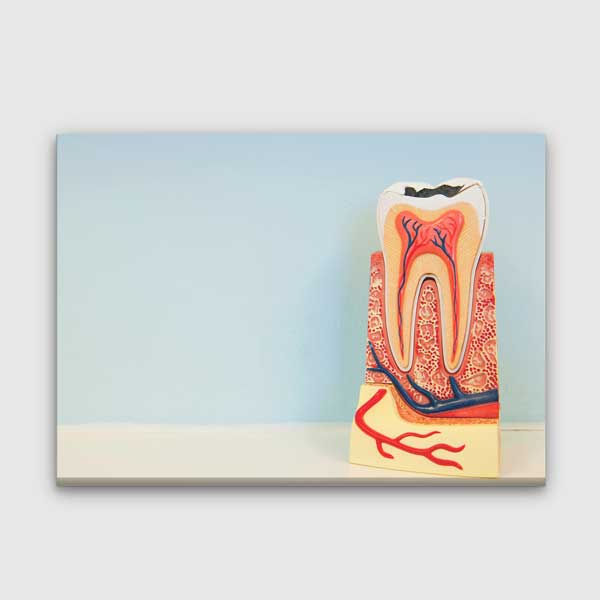 Diş Yapısı Modeli Temalı Kanvas Duvar Tablosu – 1166