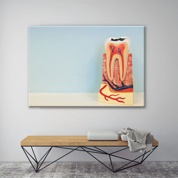 Diş Yapısı Modeli Temalı Kanvas Duvar Tablosu – 1166