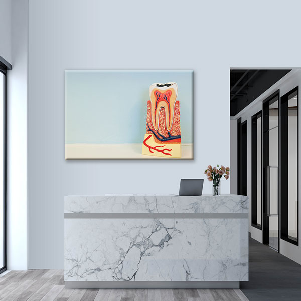 Diş Yapısı Modeli Temalı Kanvas Duvar Tablosu – 1166