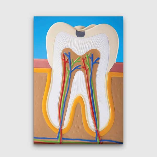 dental-wall-decor-1150-00 Diş Anatomisi İllüstrasyonu Temalı Kanvas Duvar Tablosu – 1150