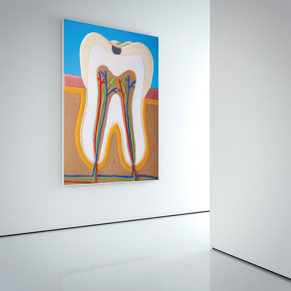 dental-wall-decor-1150-04 Diş Anatomisi İllüstrasyonu Temalı Kanvas Duvar Tablosu – 1150