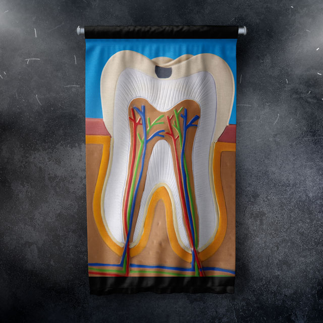 Diş Anatomisi Desenli Duvar Flaması 6047