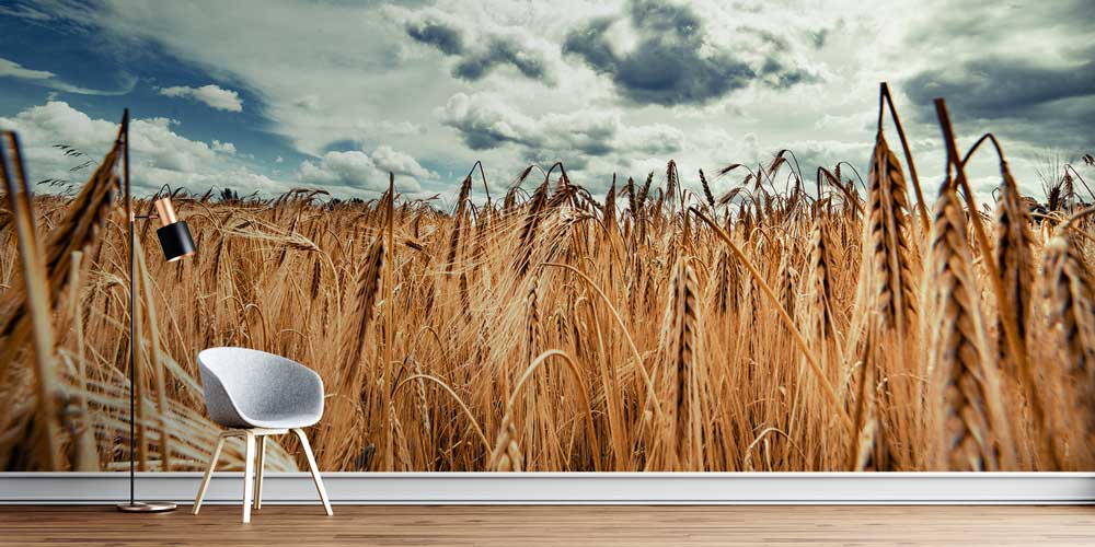 Altın Buğday Tarlası Geniş Perspektif Manzara Duvar Kağıdı 4705
