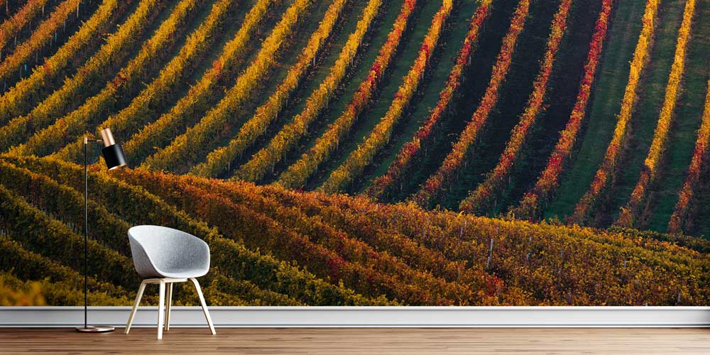Sonbahar Bağ Sıraları Kıvrımlı Tarım Manzarası Duvar Kağıdı 4709