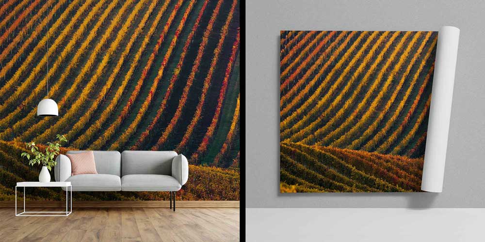 Sonbahar Bağ Sıraları Kıvrımlı Tarım Manzarası Duvar Kağıdı 4709