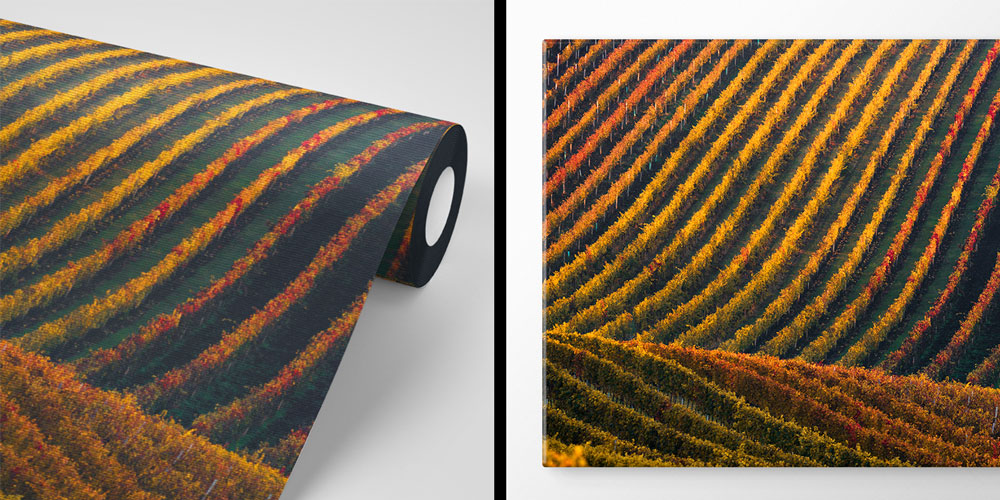 Sonbahar Bağ Sıraları Kıvrımlı Tarım Manzarası Duvar Kağıdı 4709