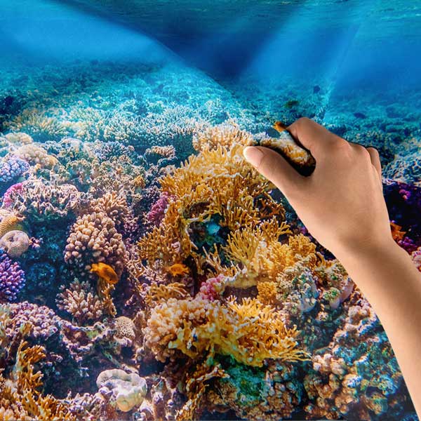 Renkli Mercan Resifi ve Turkuaz Deniz Duvar Örtüsü Kumaş Baskı 14284