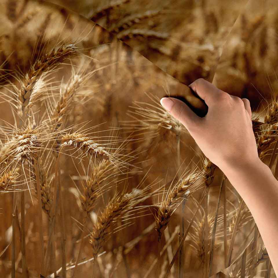 duvar-ortusu-4739-07 Altın Buğday Başakları Yakın Plan Kır Manzarası Duvar Örtüsü Kumaş Baskı 4739