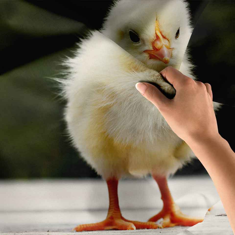 Sevimli Civciv Doğa Temalı Duvar Örtüsü 4745