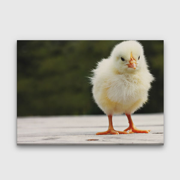 Sevimli Civciv Yakın Plan Manzarası Kanvas Tablo 4689