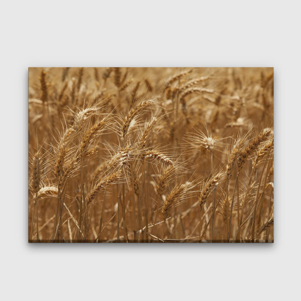 Buğday Başakları Detay Manzarası Kanvas Tablo 4683