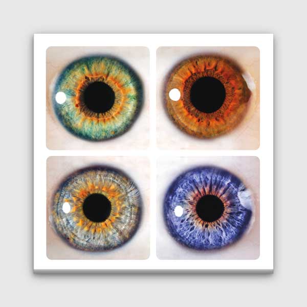 Farklı Renklerde İris Duvar Tablosu – 1559