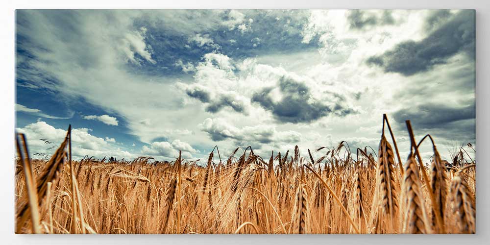 Buğday Tarlası Manzarası Büyük Ebat Duvar Dekor Ürünü 12482