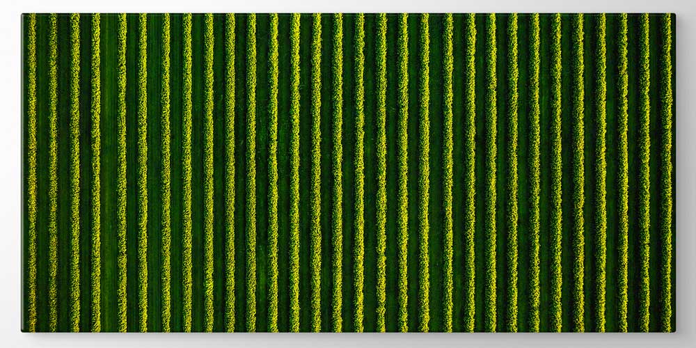 Yeşil Tarla Sıraları Manzarası Büyük Ebat Duvar Dekor Ürünü 12484