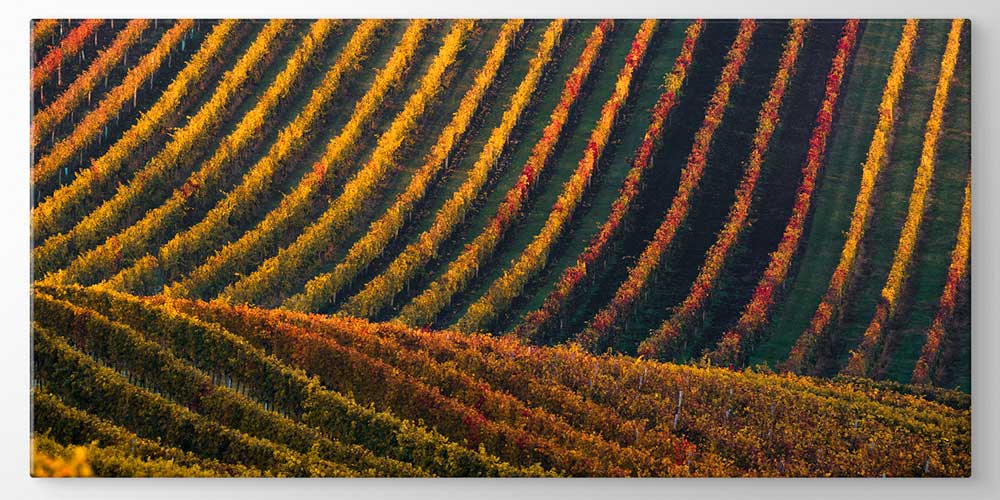 Renkli Tarla Sıraları Manzarası Büyük Ebat Duvar Dekor Ürünü 12486