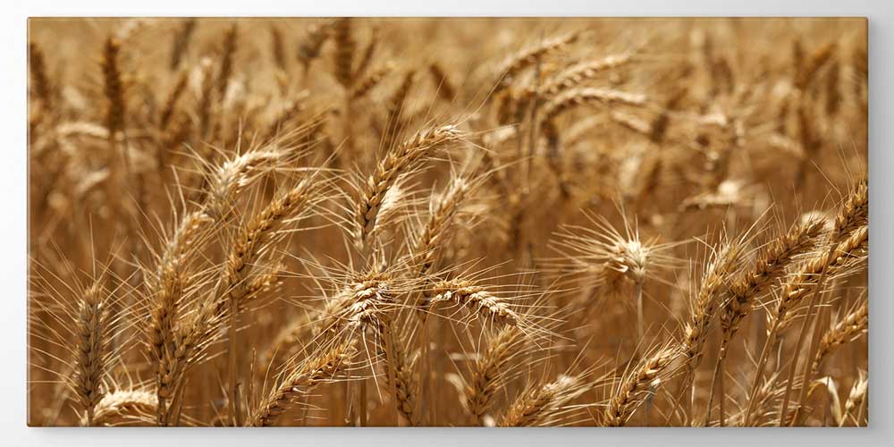 Buğday Başakları Detay Manzarası Büyük Ebat Duvar Dekor Ürünü 12487