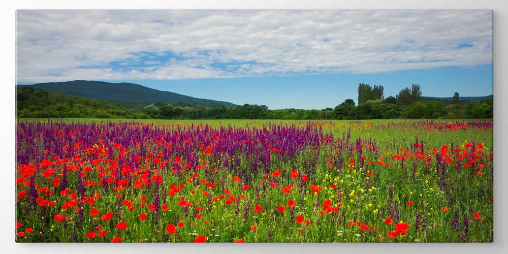 Renkli Kır Çiçekleri Tarlası Manzarası Büyük Ebat Duvar Dekor Ürünü 12491