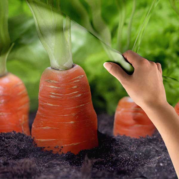 Toprakta Yetişen Havuçlar Duvar Örtüsü 12520