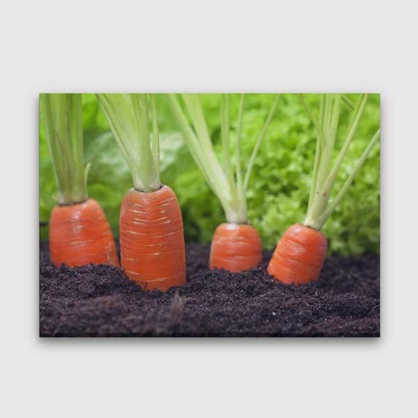 Topraktan Yükselen Havuçlar Temalı Mutfak Sanatı Kanvas Tablo – 12252