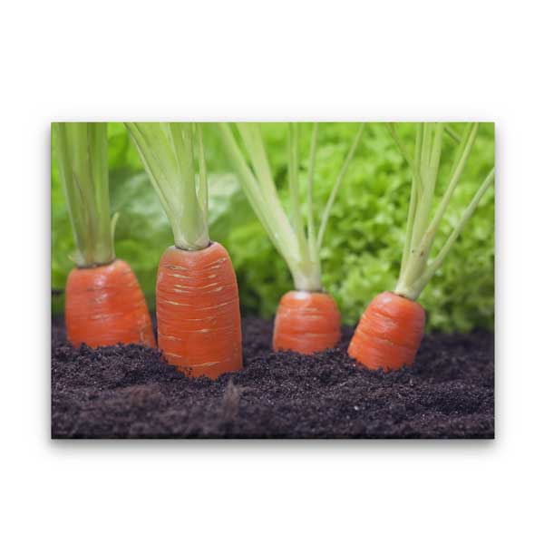Topraktan Yükselen Havuçlar Temalı Mutfak Sanatı Kanvas Tablo – 12252