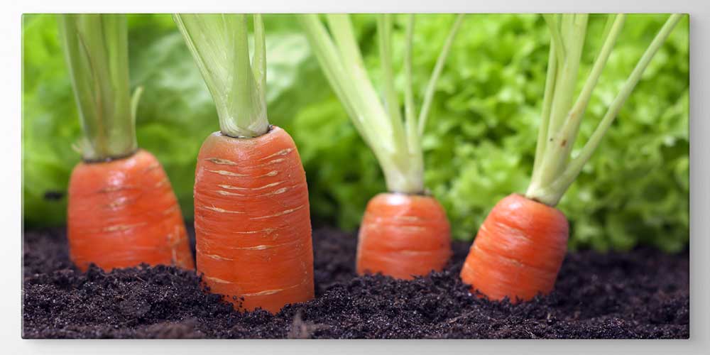 Toprakta Yetişen Havuçlar Temalı Büyük Ebat Duvar Dekoru – 12422