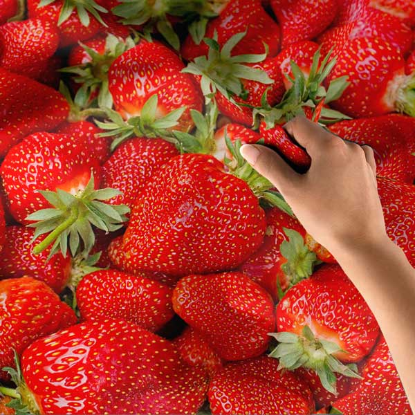 Taze Çilek Desenli Sağlıklı Beslenme Duvar Örtüsü Kumaş Baskı 12589