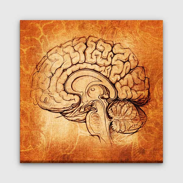 hospital-wall-decor-1219-00 Vintage Beyin Kesiti Çizimi Kanvas Tablo – 1219