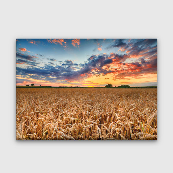 Buğday Tarlası ve Gün Batımı Manzarası Kanvas Tablo 13500