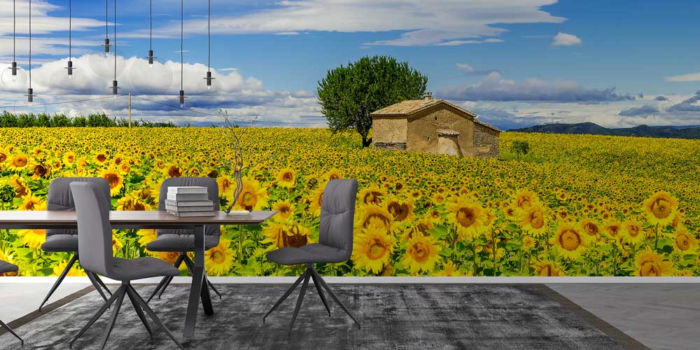 Ayçiçeği Tarlası ve Taş Ev Panorama Fotoğraf Duvar Kağıdı 12908