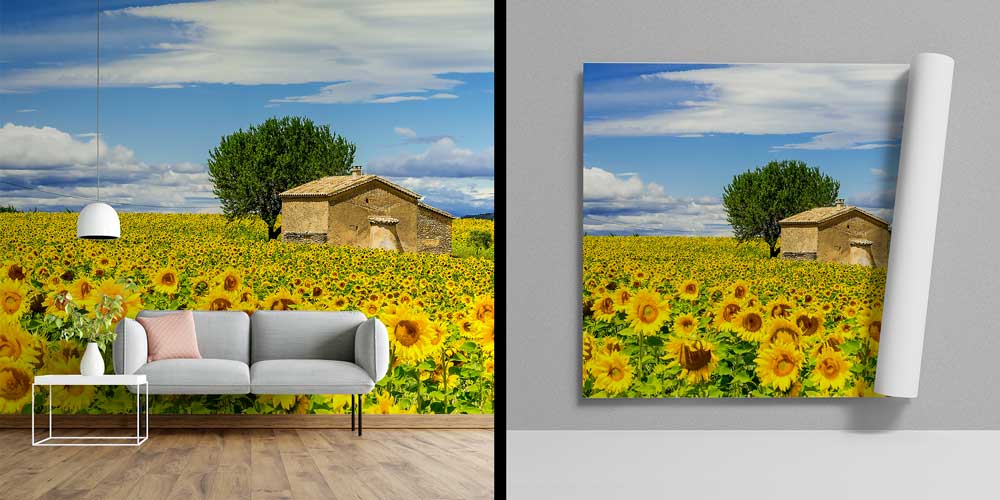 Ayçiçeği Tarlası ve Taş Ev Panorama Fotoğraf Duvar Kağıdı 12908