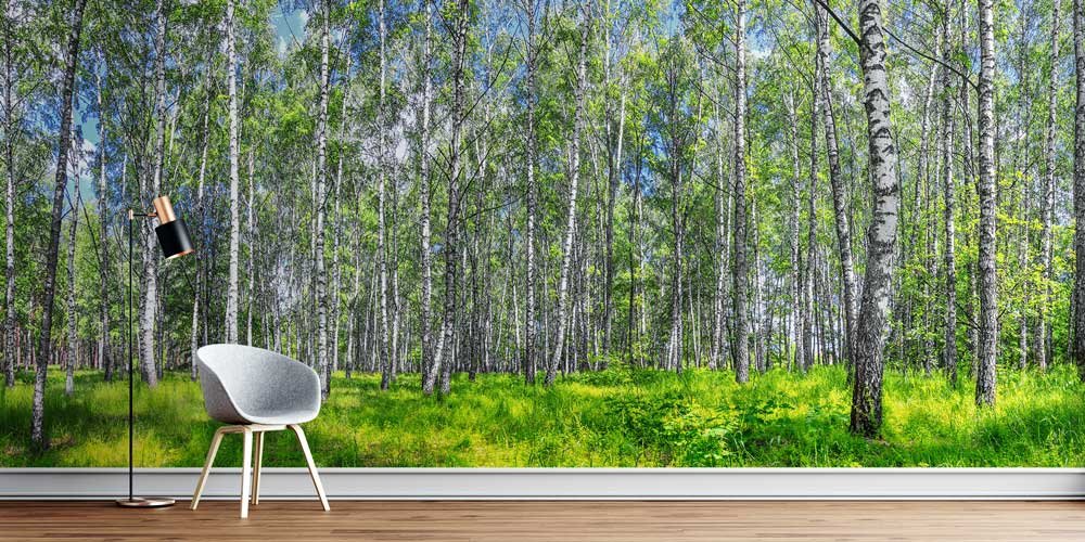 Huş Ağaçları ve Yeşil Orman Manzaralı Avrupa Duvar Kağıdı 13106