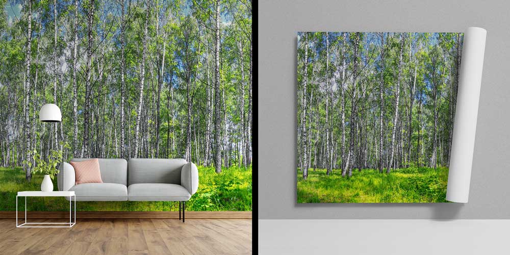 Huş Ağaçları ve Yeşil Orman Manzaralı Avrupa Duvar Kağıdı 13106