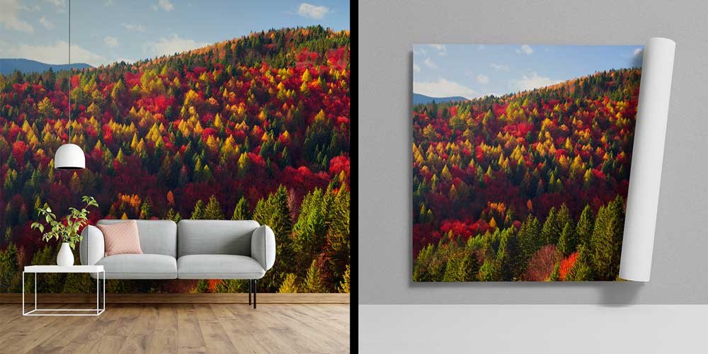 Sonbahar Ormanı Duvar Kağıdı 12947