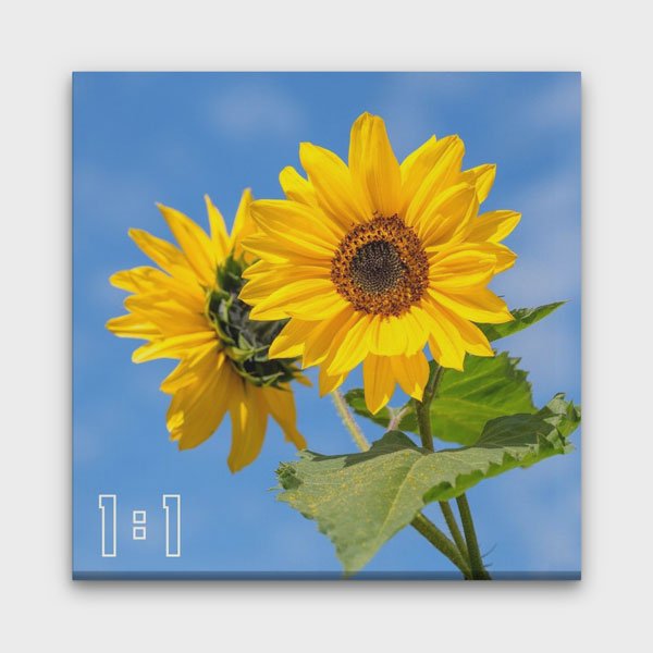 1:1 Kare Kanvas Tablo BM-003