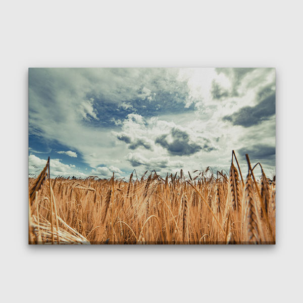 Buğday Tarlası ve Dramatik Gökyüzü Manzarası Kanvas Tablo 4678